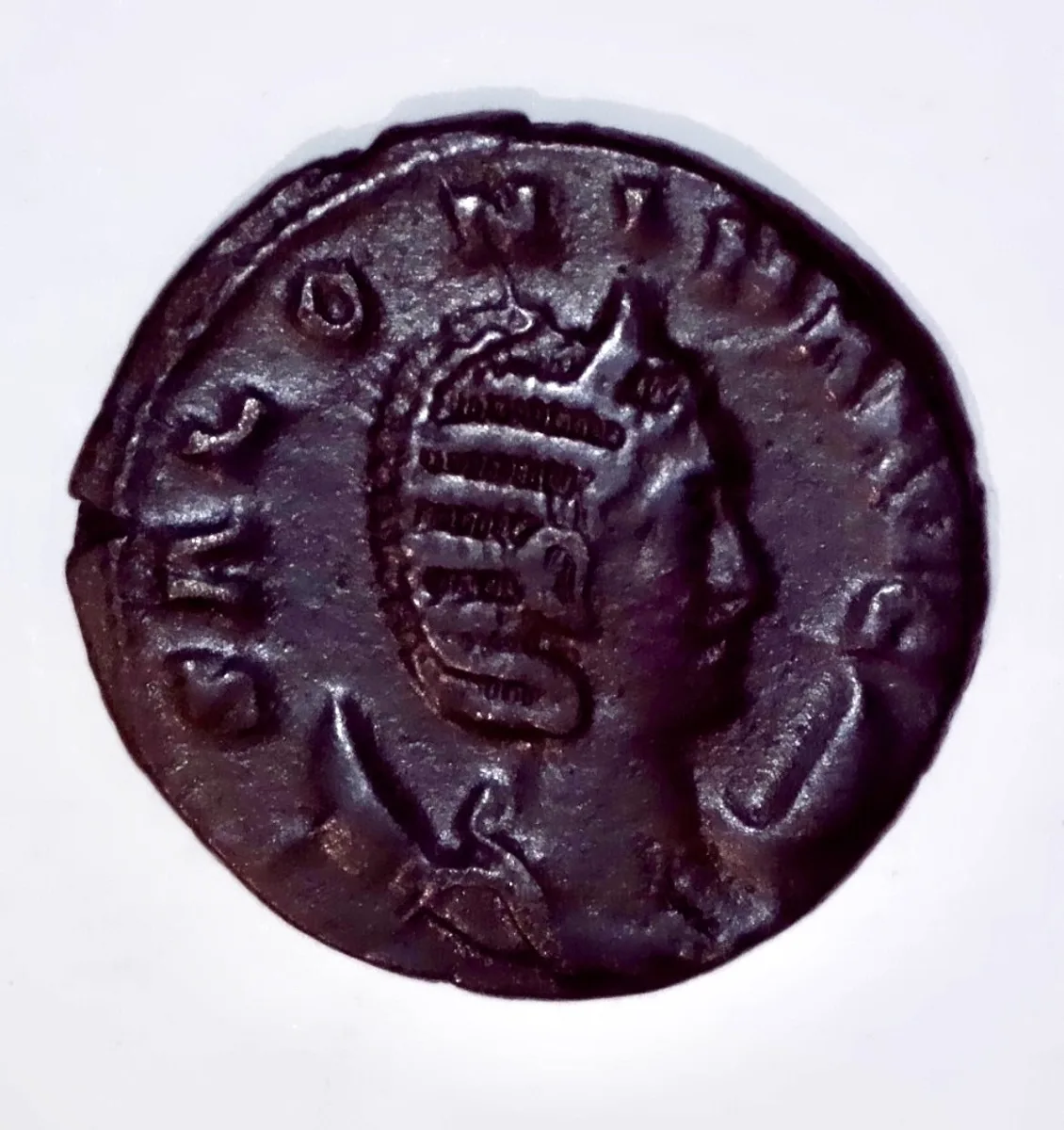 Salonina
