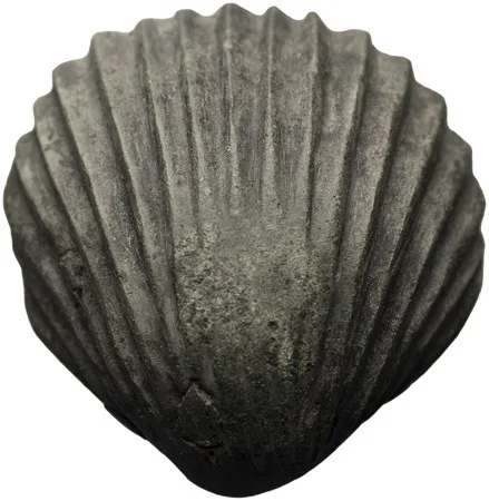 Roman Bronze Seashell Applique