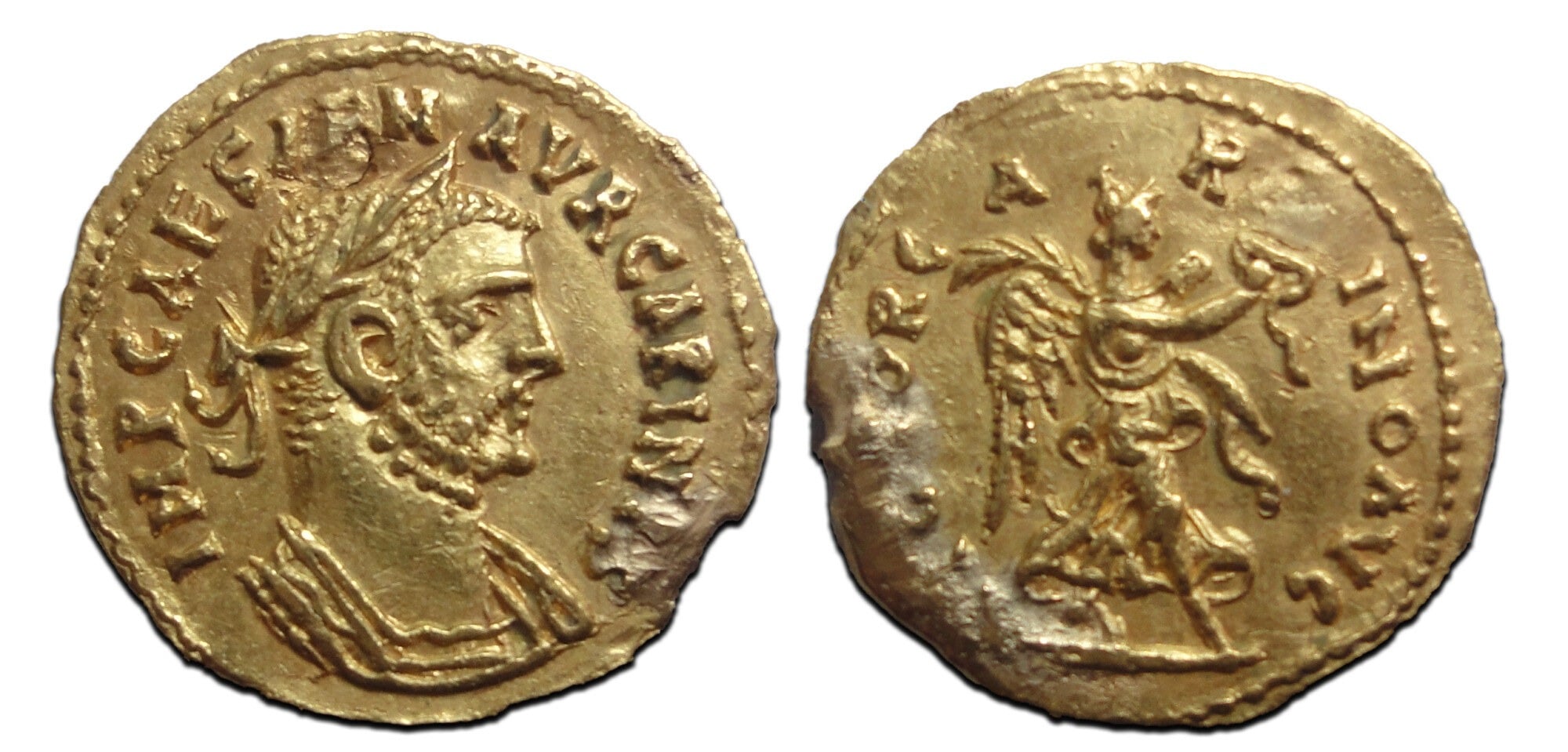 Carinus gold aureus