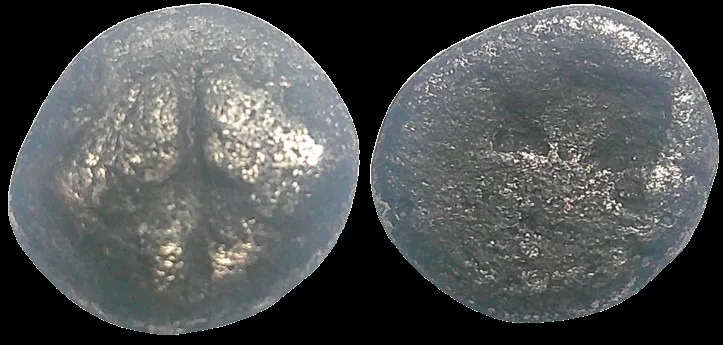Lesbos 500–450 BC, AR 9.7mm 1.00gm Obol. Boar heads confronting / Incuse pattern